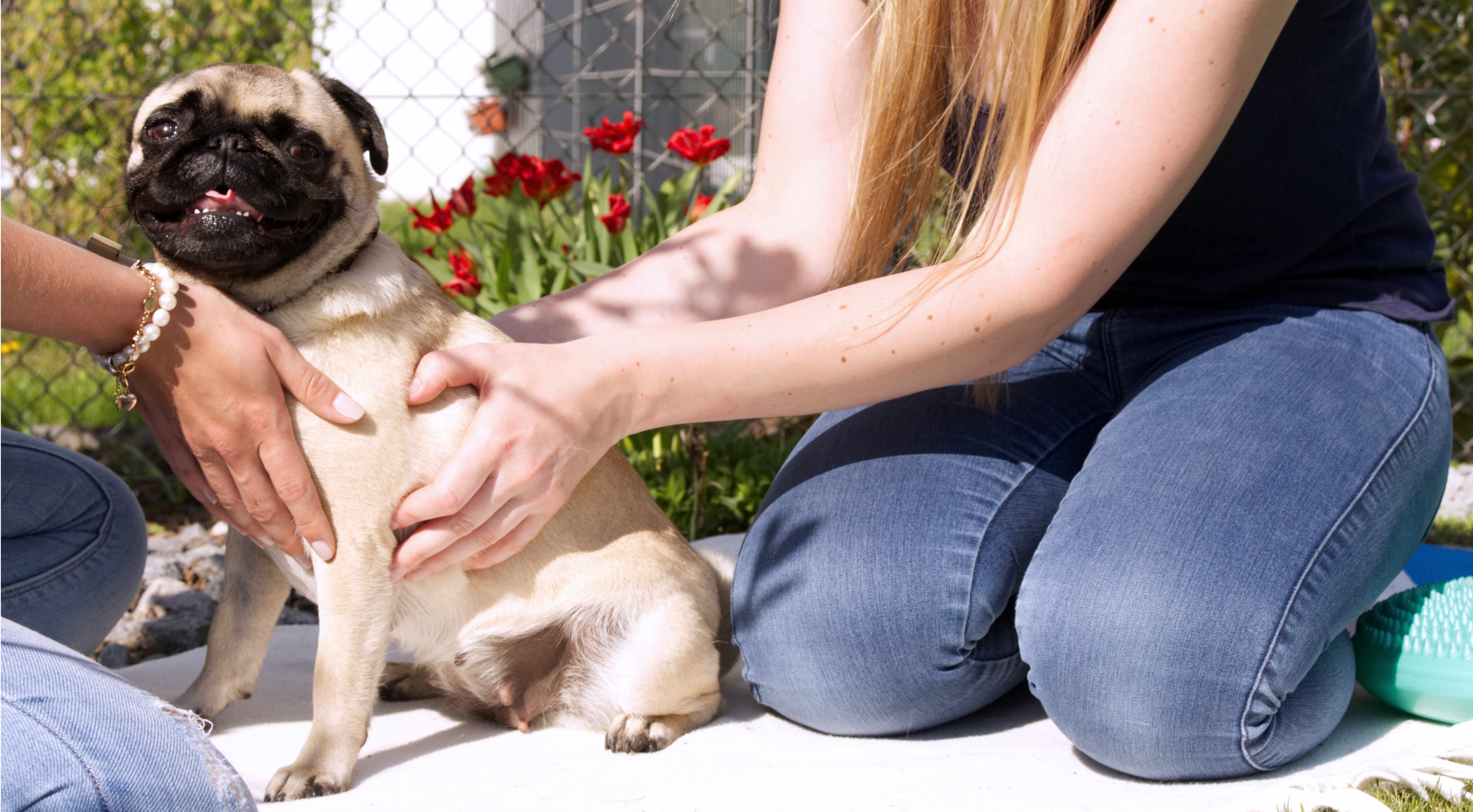 Ganzheitliche Tierphysiotherapie Hund